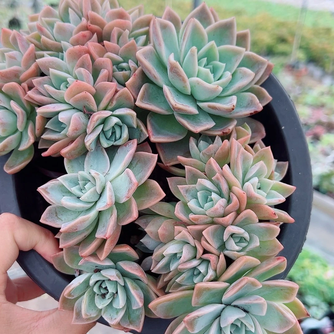 哈利沃森朵朵型精品特价二盆