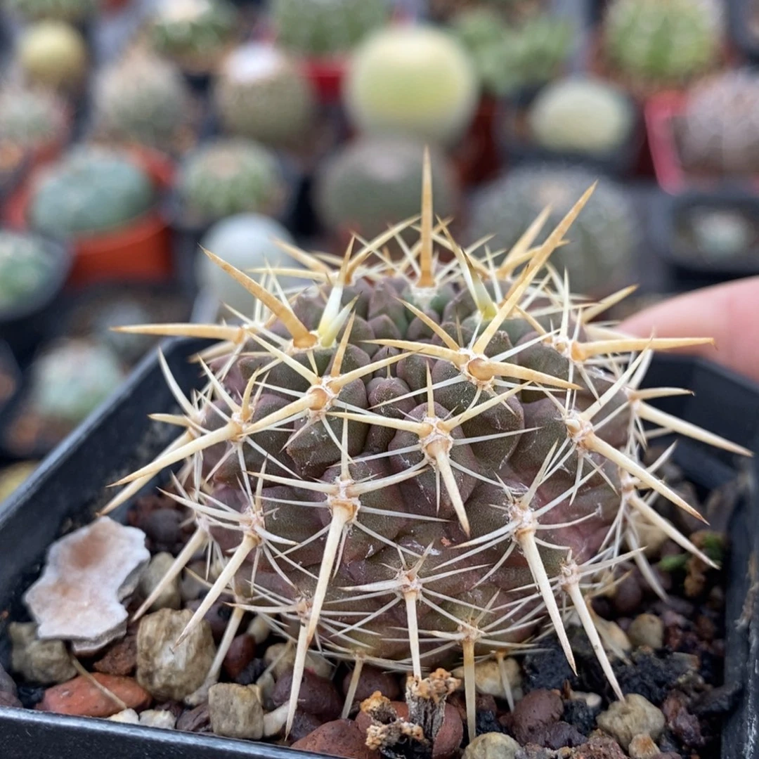 植播园艺豪刺登阳丸