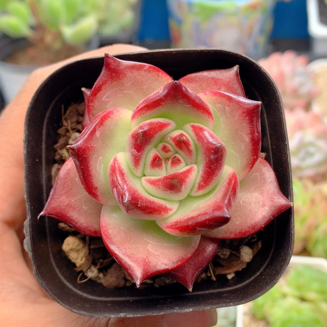 58包邮 群生不包整30