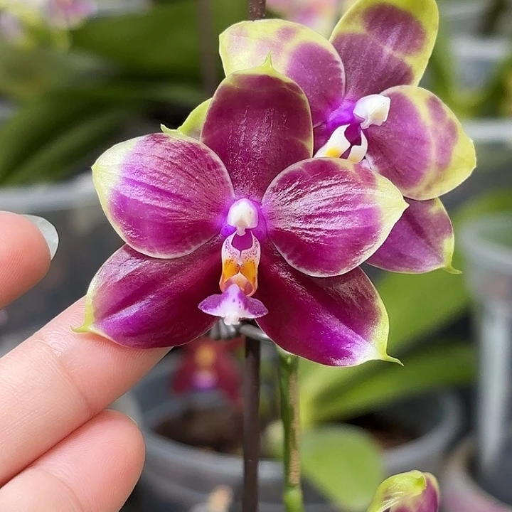 大部分开放少量花苞弥陀红虎