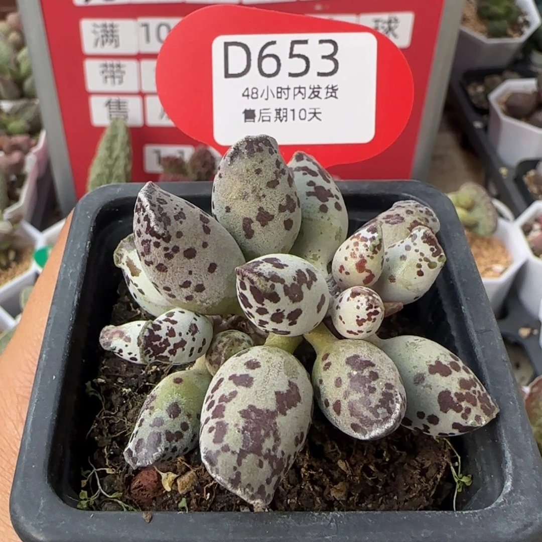 特白肌海豹。   653。