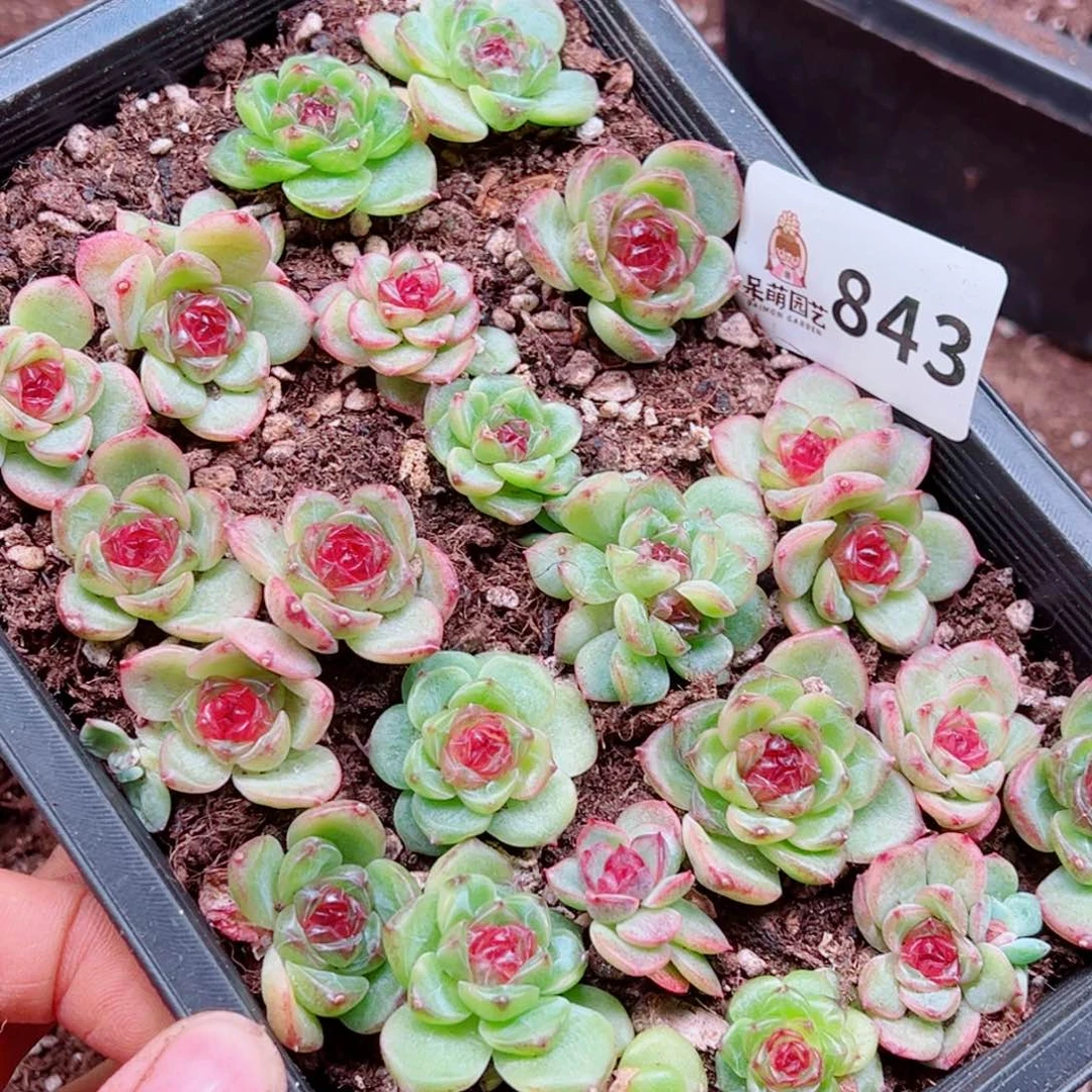 云***儿多肉植物多肉植物
