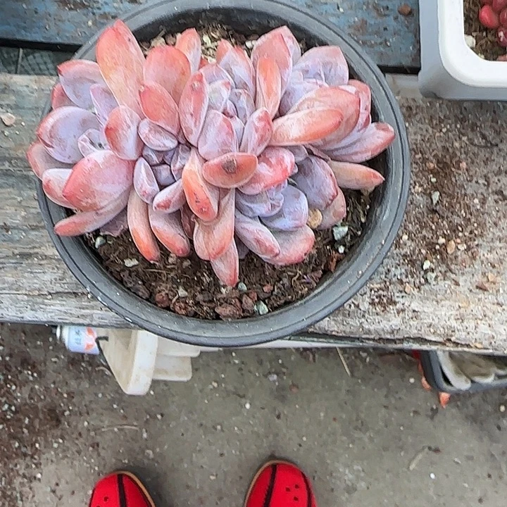 小***景青蛙王子儿童牙膏套装11