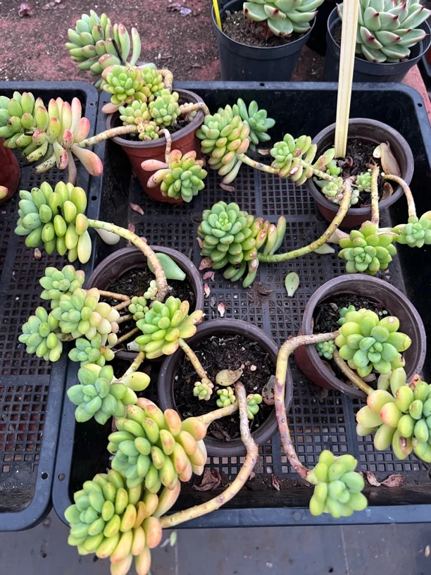 【 香格里拉 满九块九包邮】阳台办公室盆栽多肉植物（星花怒放）