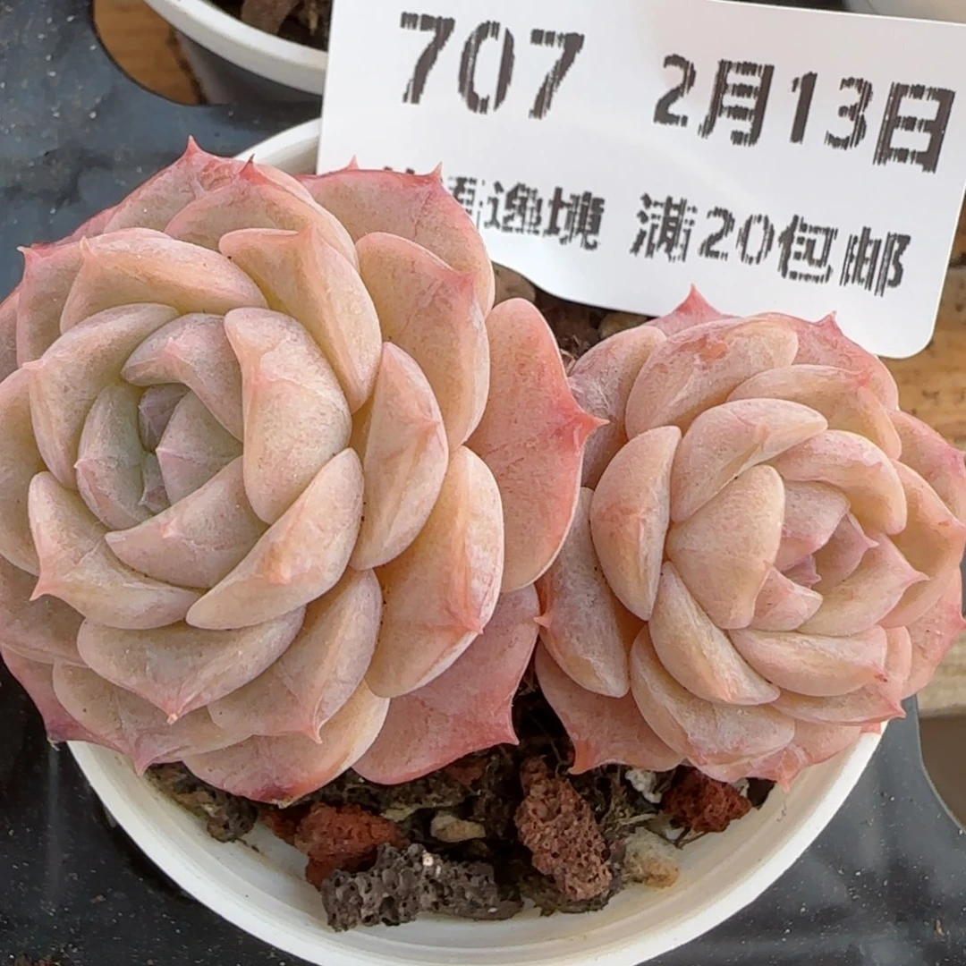 花语逸镜0213-707
