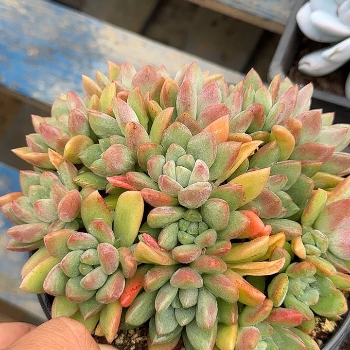 贵妃美人惊鸿一物一拍包装收缩花旱