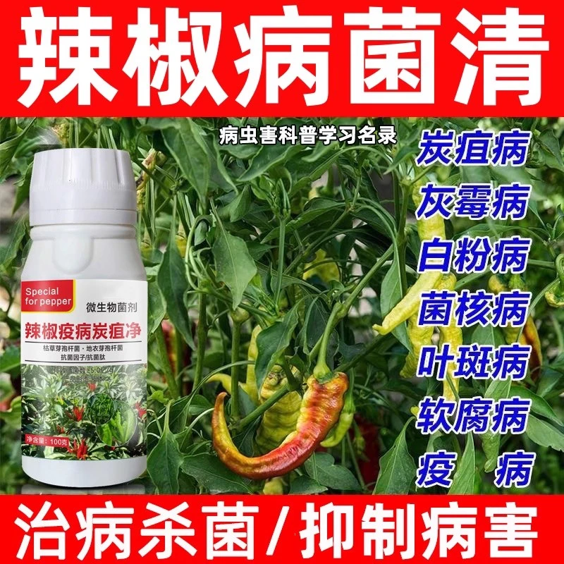 辣椒病菌清辣椒卷叶花叶病毒病炭疽病烂果病灰霉病菌核病叶面肥