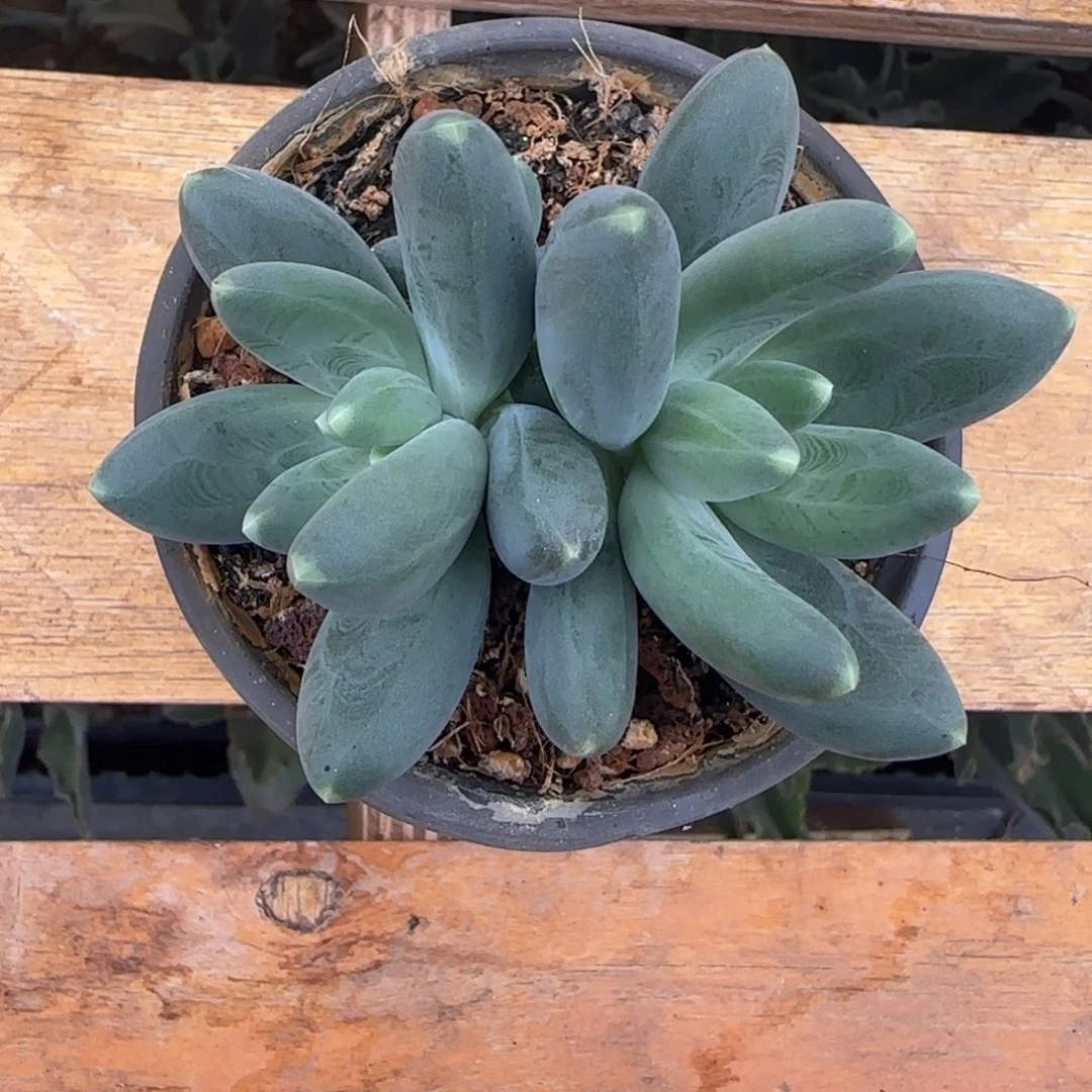 芭比亚多肉植物一物一拍