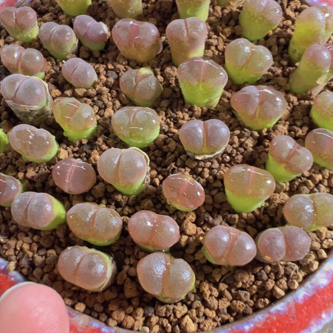 量拍1804.5风铃5颗。多肉