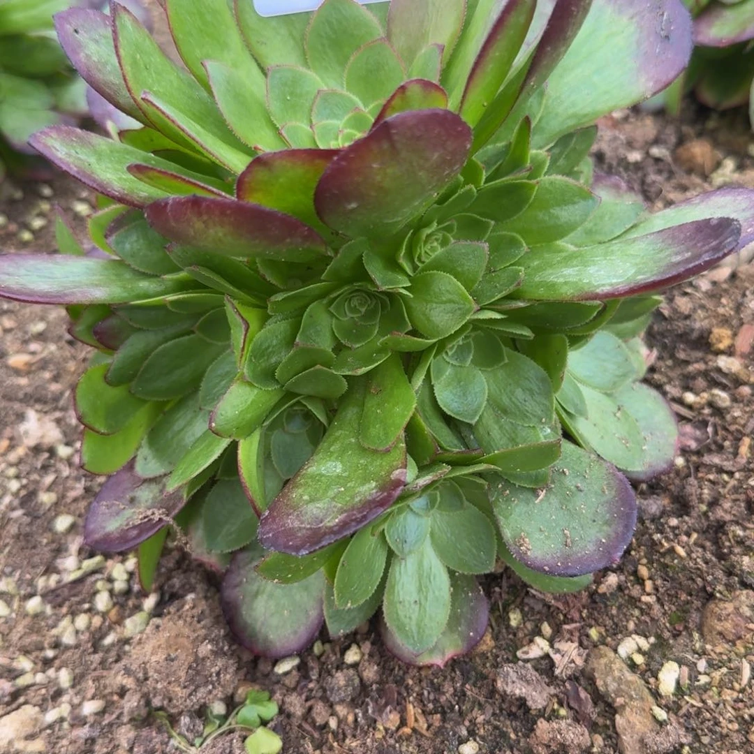 月*胧1892雨荷到秋。多肉植物