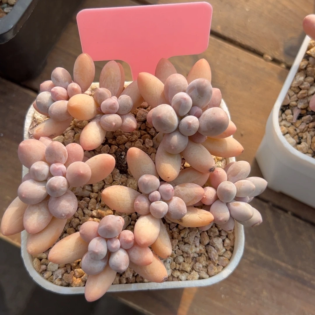 香水手指111111111111111111