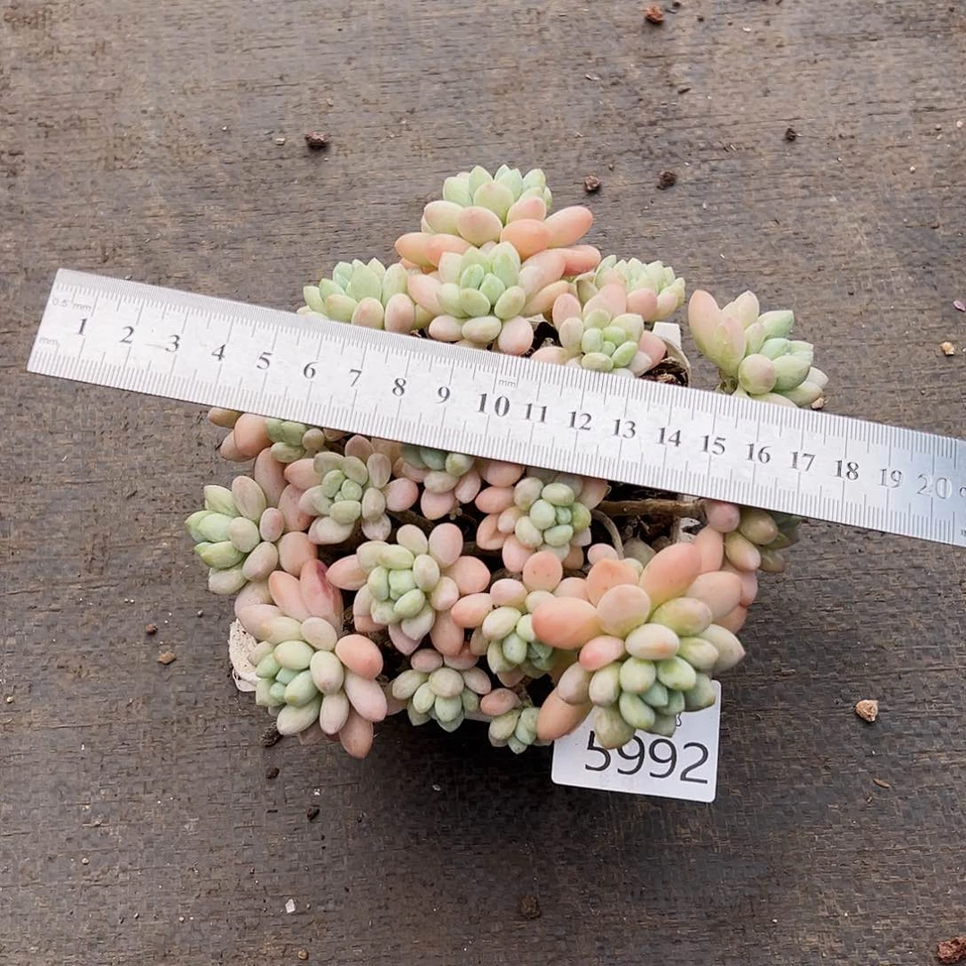 9号我们的确是一5992