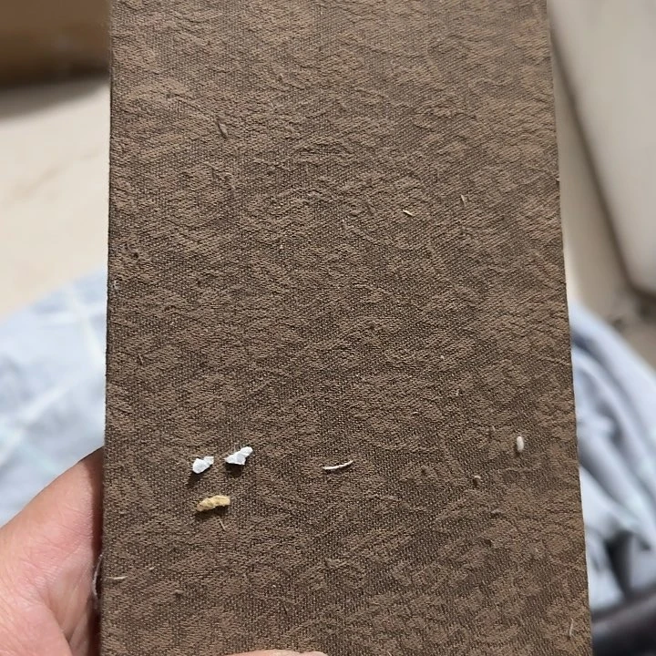 贝壳杉田*野Chfhghghgggg