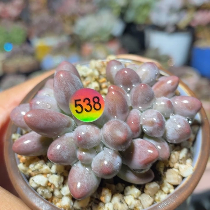 仙子奶酪多肉植物