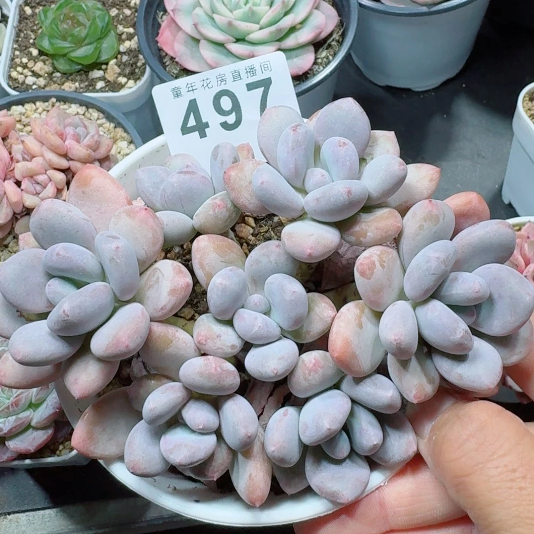 珍舞奶酪            精美多肉植物