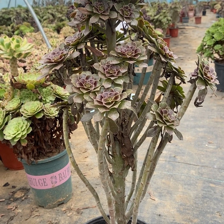 灰法多肉植物056
