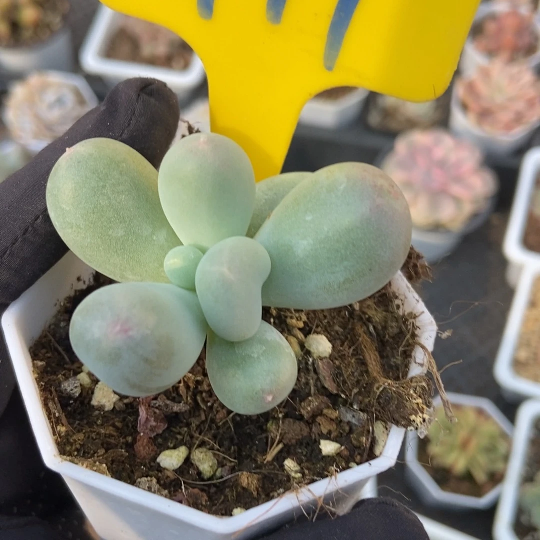 947米可奶多肉植物保护