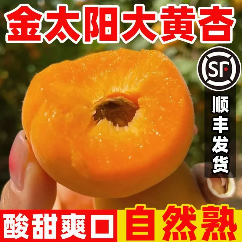 【顺丰】现摘露天山西运城大黄杏子新鲜当季水果酸甜多汁孕妇水果