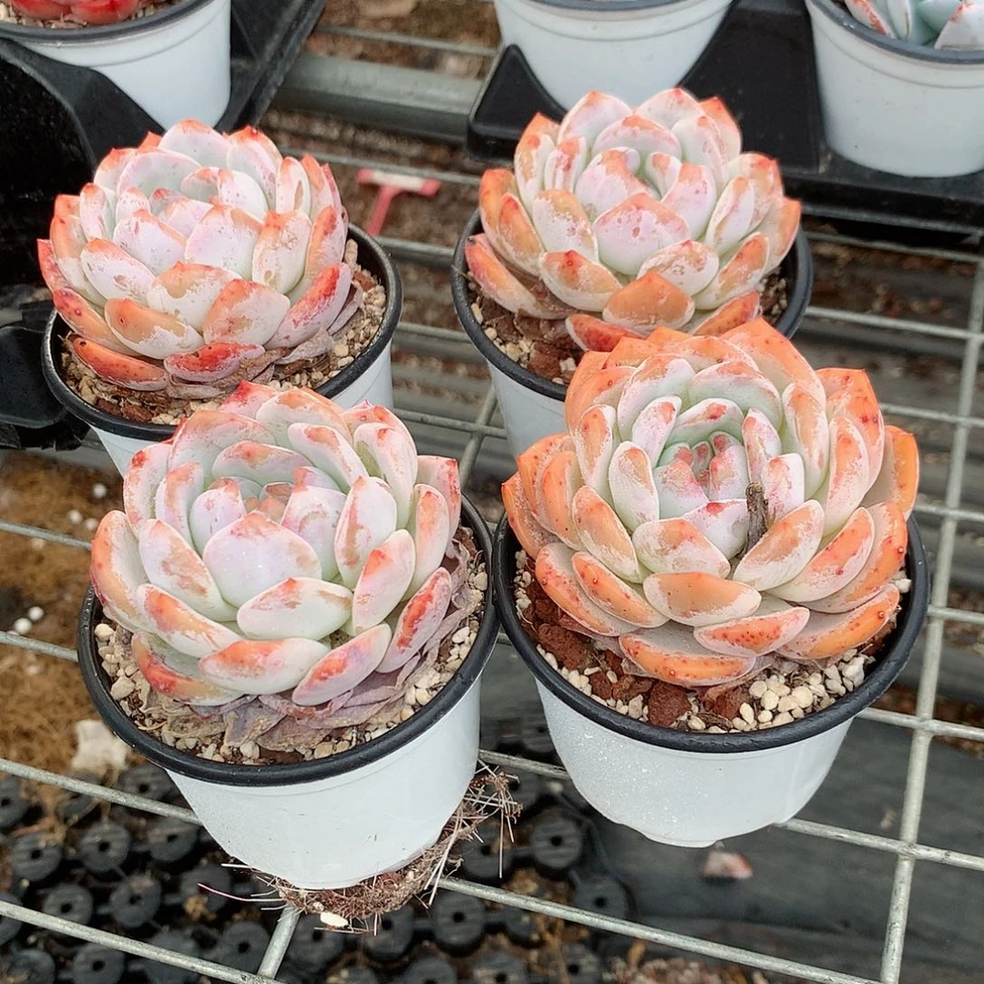 天使橙8888888877788887