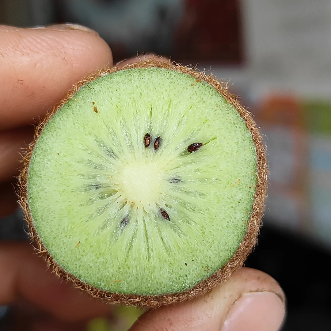 贵州正宗修文猕猴桃贵长猕猴桃当季绿心软糯香甜5斤9斤