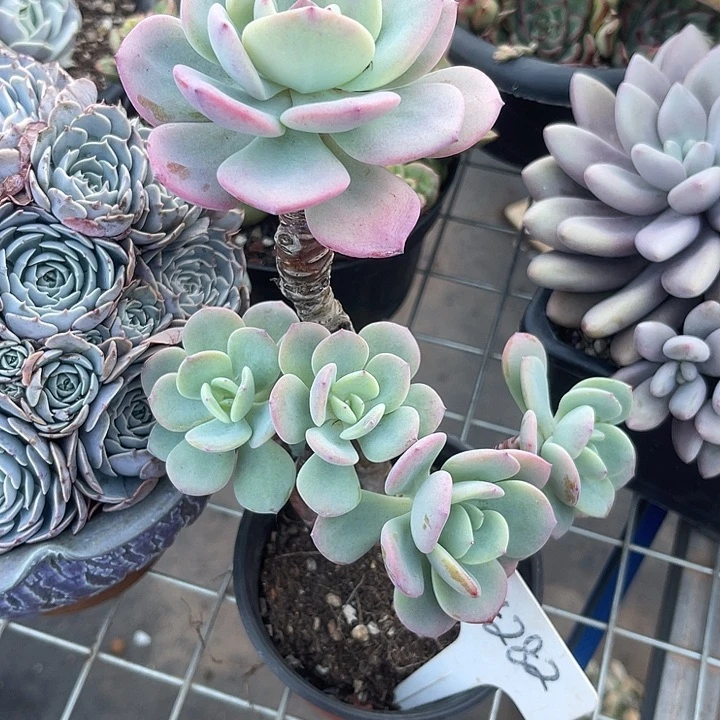 两单包邮，一物一拍，282白月光