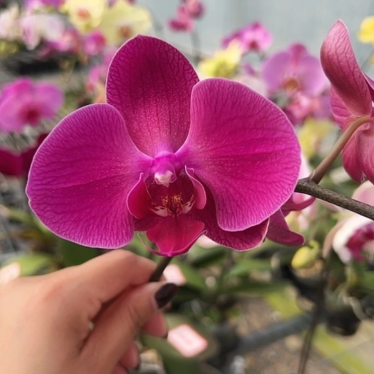 大部分花苞少量开放A047带花发无售后