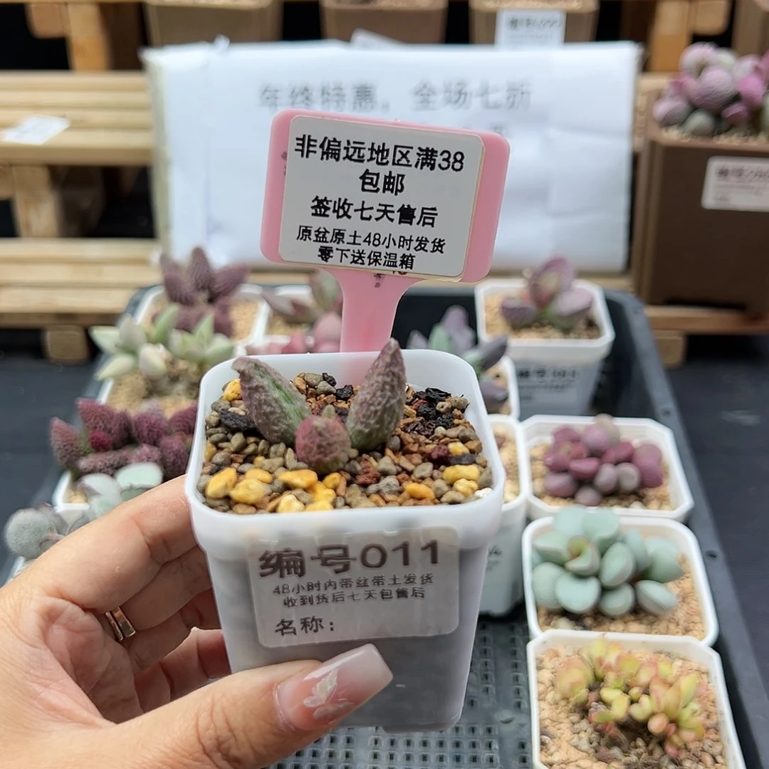 某*某011实生多肉植物