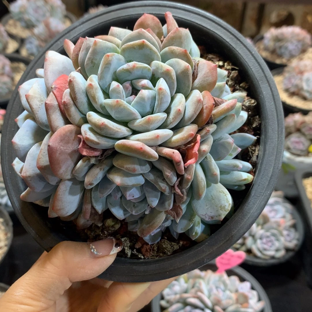 8头加叠叶哈哈哈哈哈哈哈哈