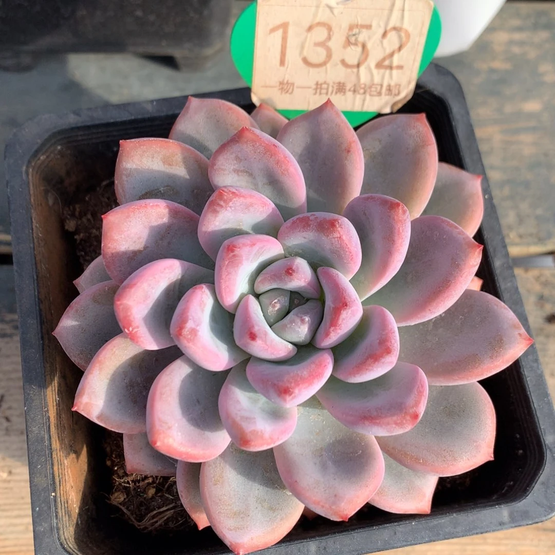 知否单头一物一拍1352