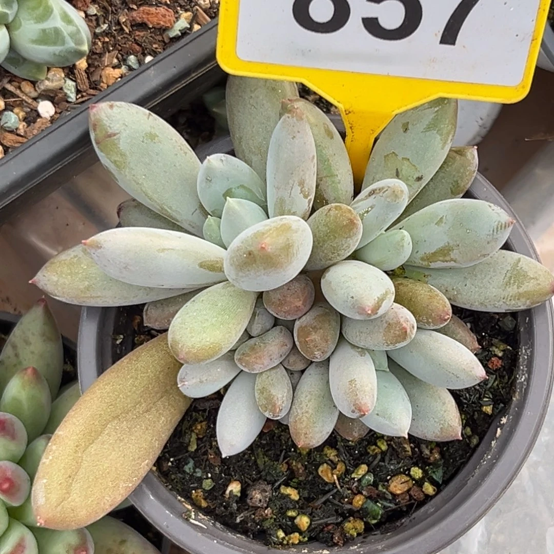 多肉植物彩体哥特857