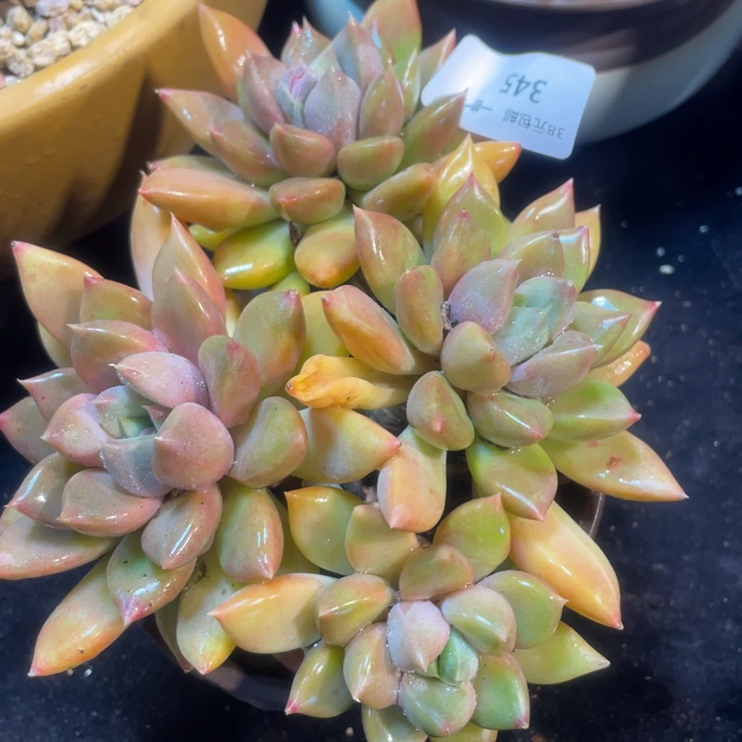 345红象牙群生多肉