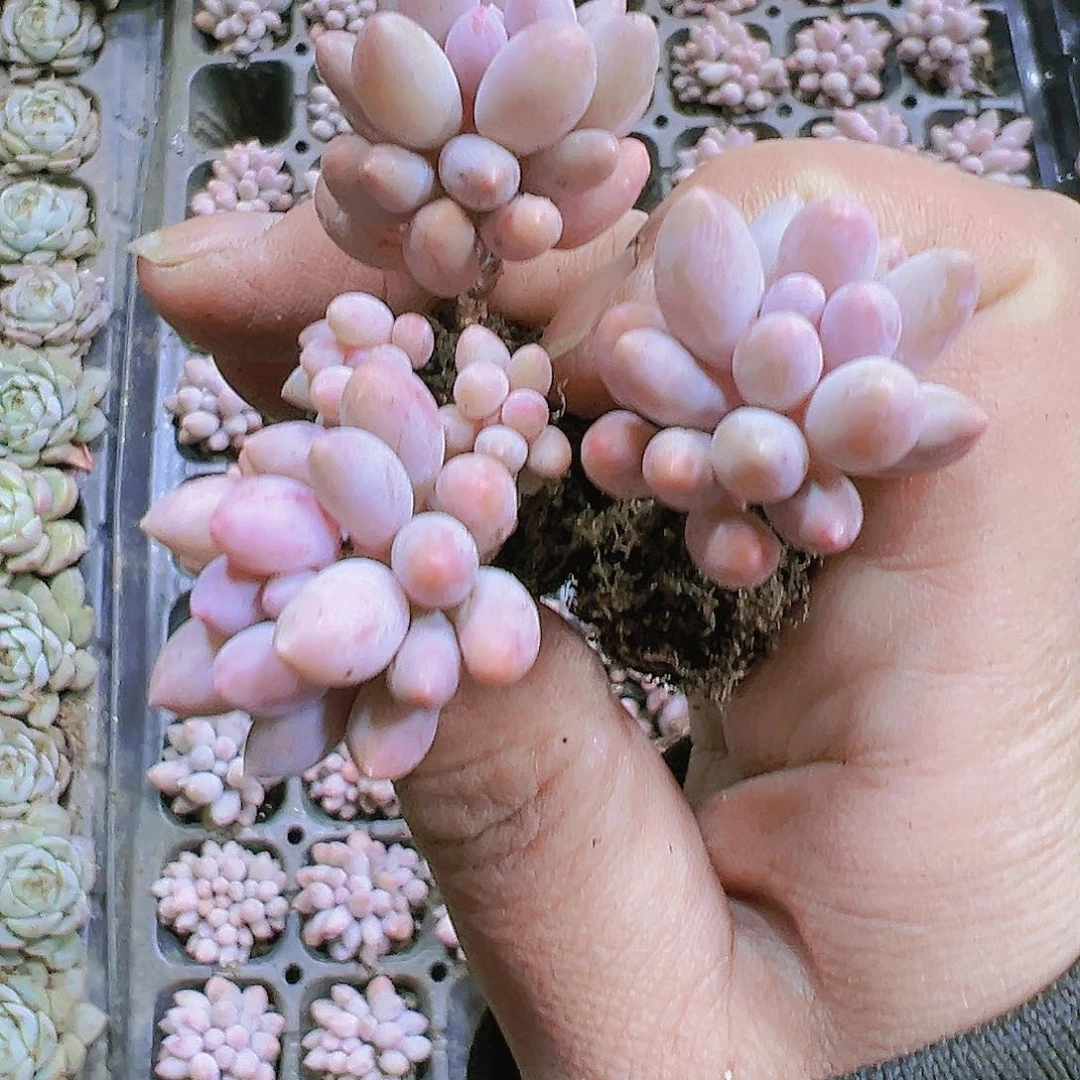 手指苗3个19包邮