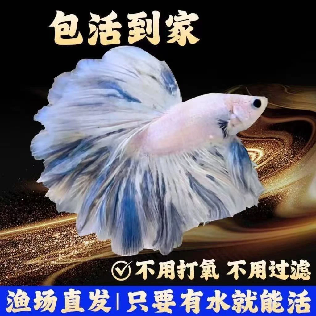 【炬盛1-100号】泰国斗鱼半月狮王网红婚纱鱼观赏玻璃纯白粉小宠物