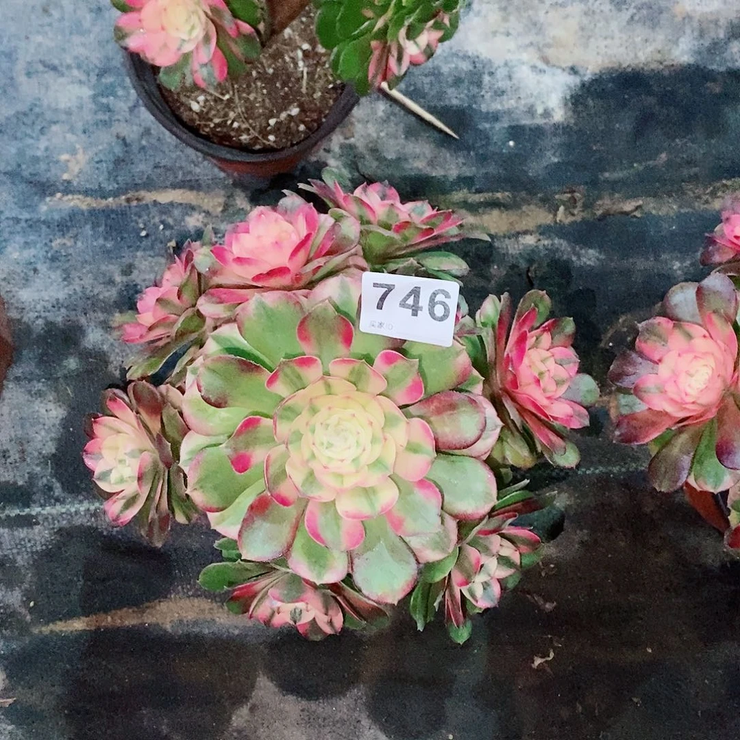 荔枝746炖肉18冠服