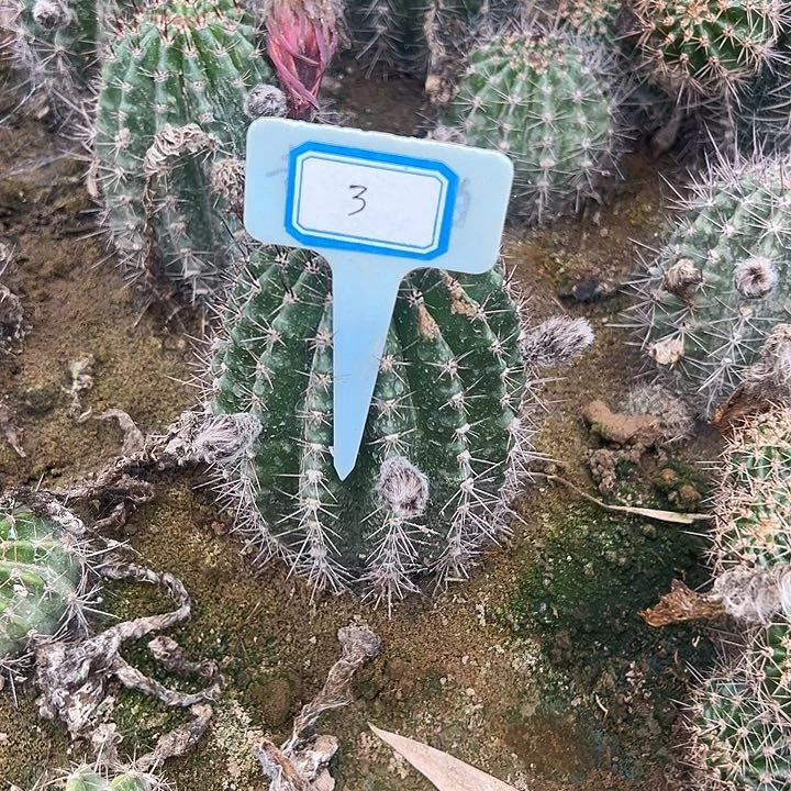 芥***末3号彩草光辉岁月大球