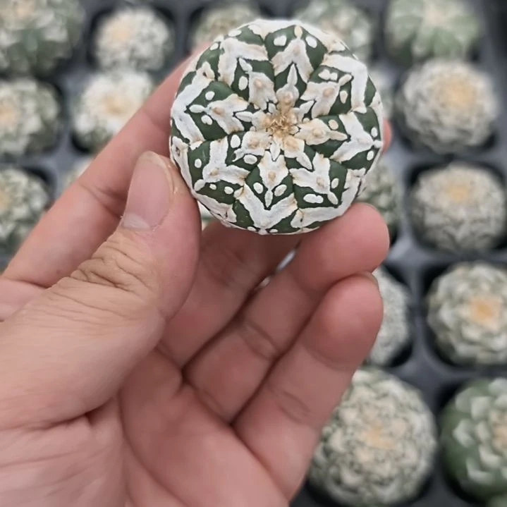 琉璃连线箭头V兜圣诞哈哈哈