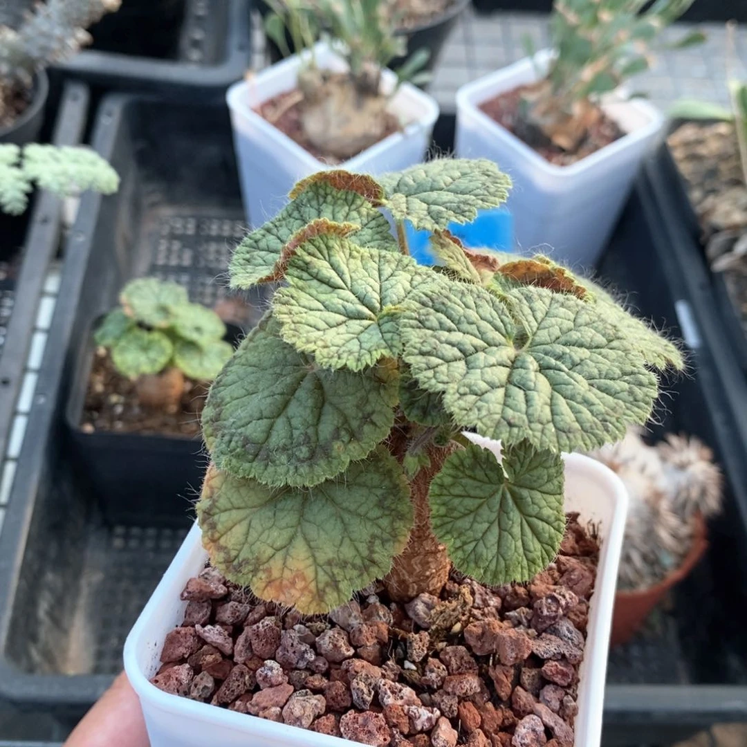 圆叶杨奎多肉植物