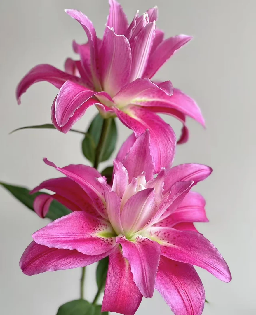 紫莲花重瓣百合6花苞（收到及时醒花）