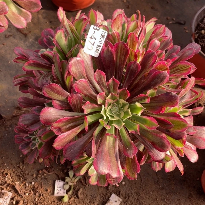 470铜花顺多肉123445789