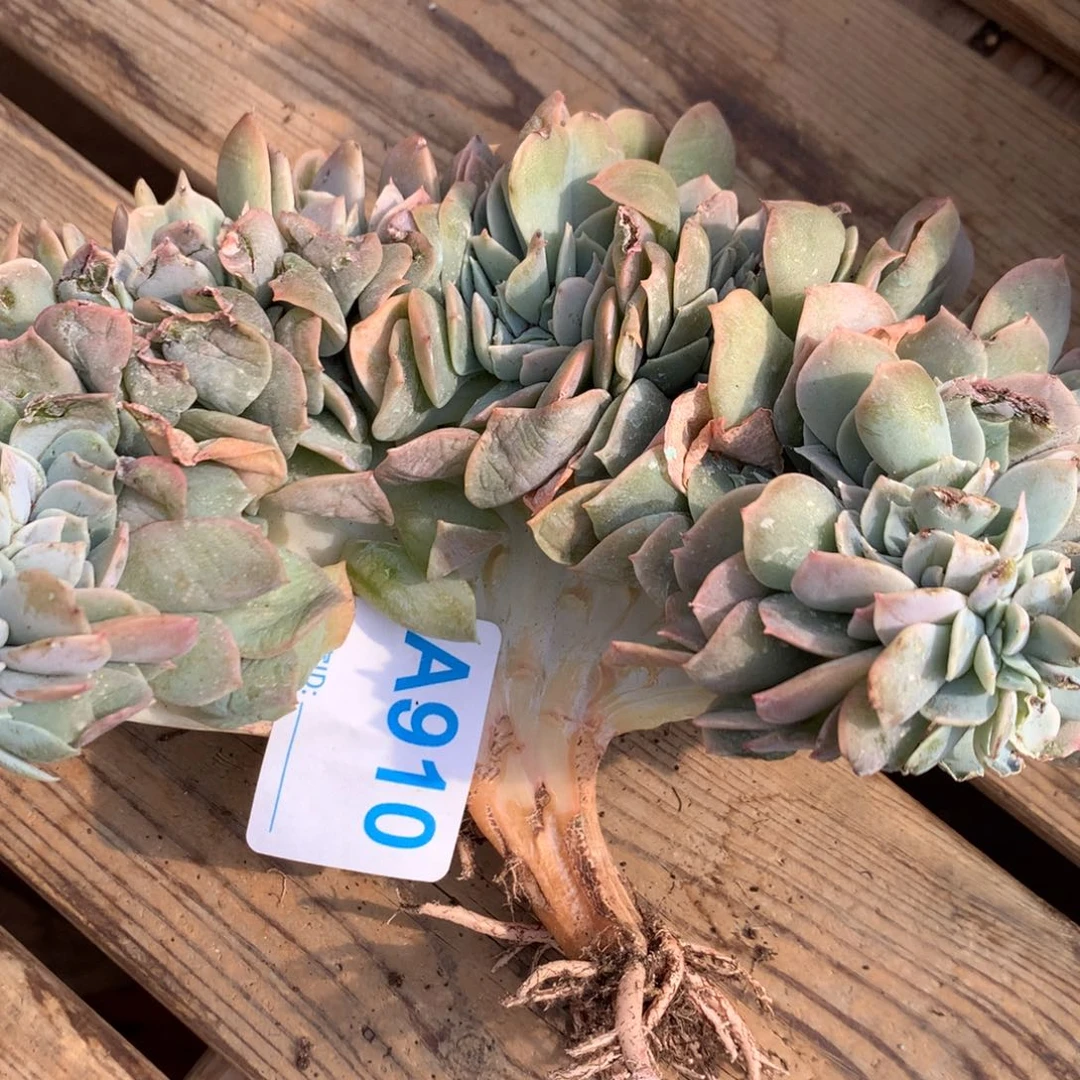 A910多肉售后范围：签收起7天内，录开箱视频