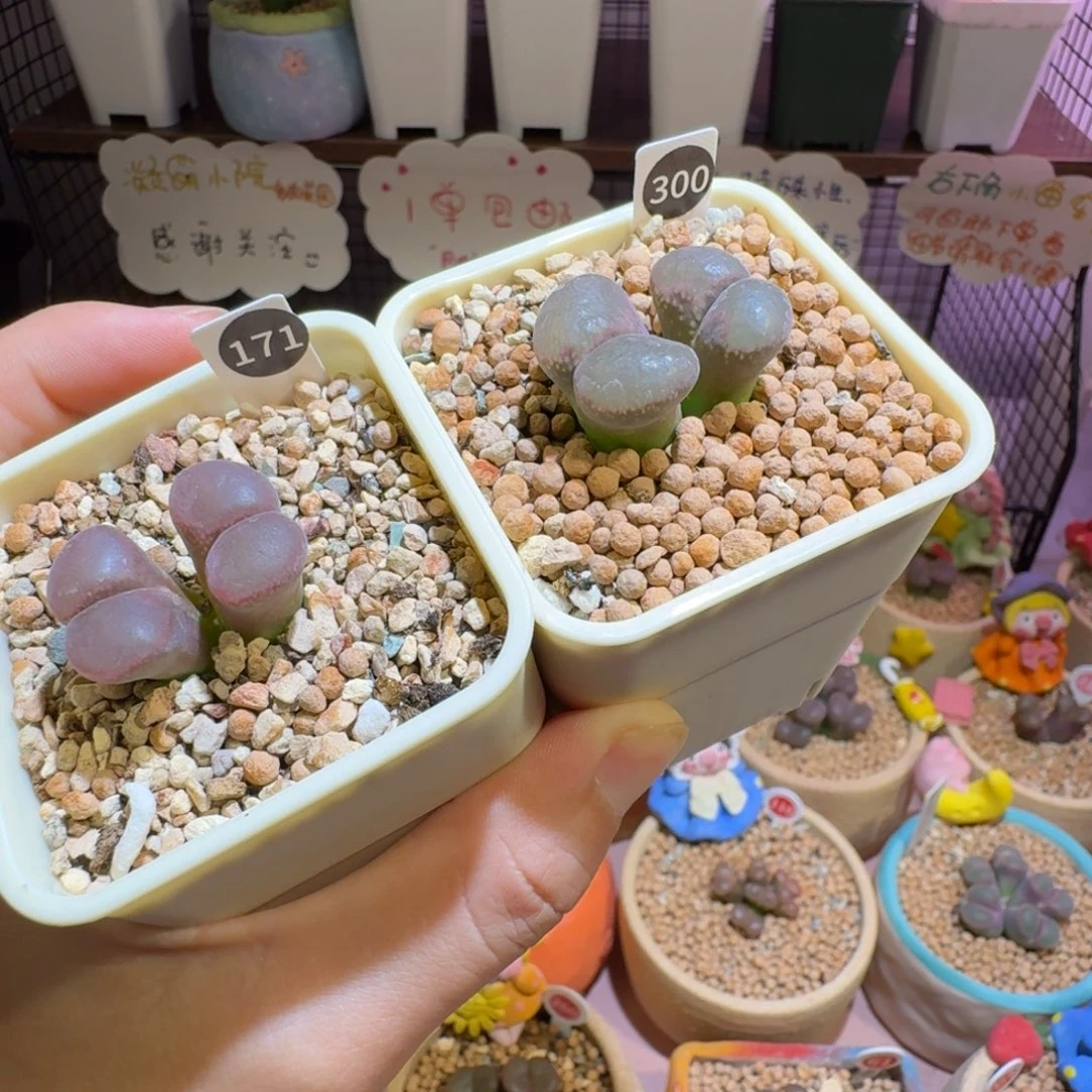 崔***儿多肉植物福利风铃171300