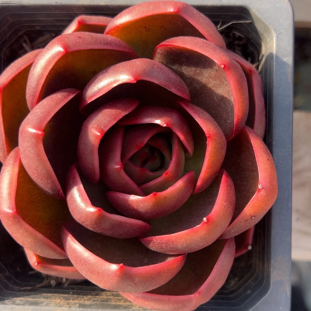 大单头红灯多肉植物精品