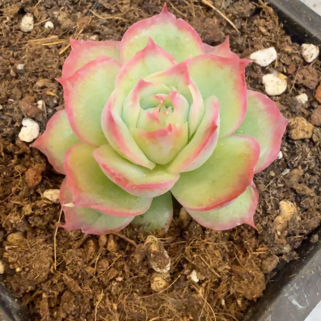 侧影玫瑰 安吉园艺锦