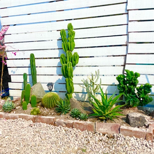 沙生植物造景庭院景观仙人掌植物户外花园地栽大型绿植成品组合