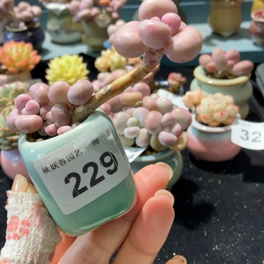 229糖果腰子蛋带盆土