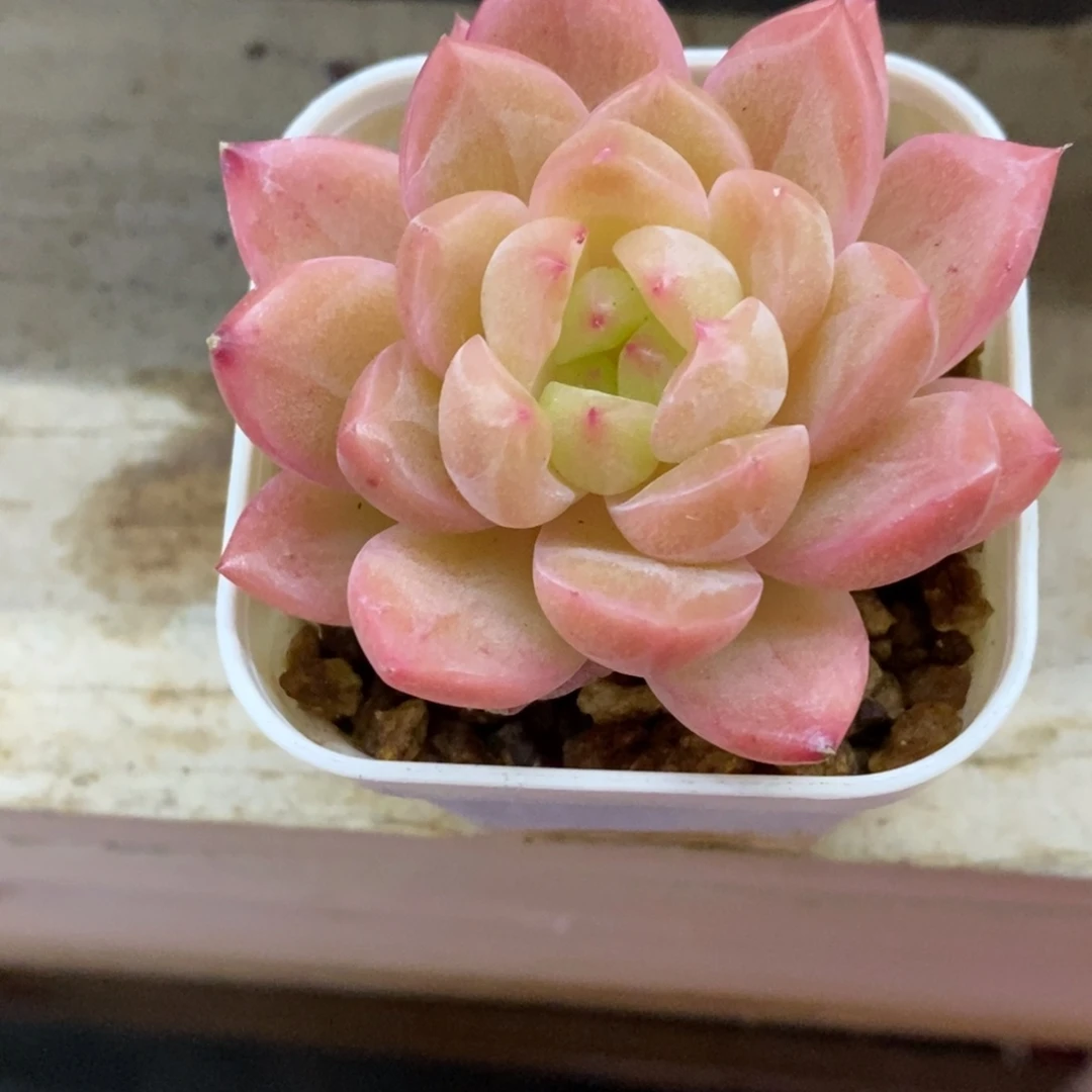 精品多肉一物一拍不包整102