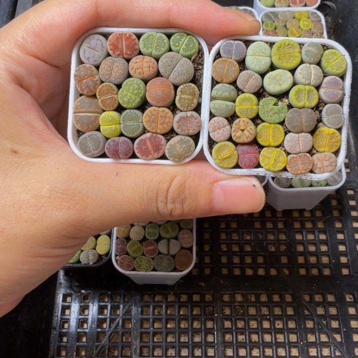 多肉植物的生长发育454