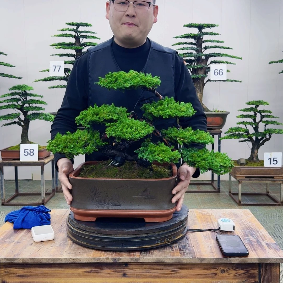 盆景柏树造型盆景