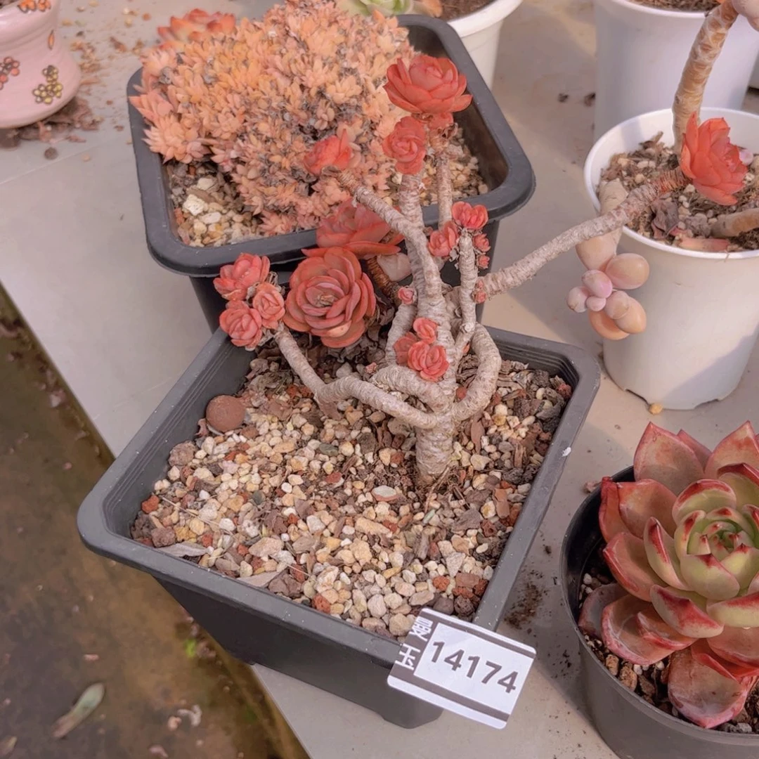 #***！秀妍多肉植物14174