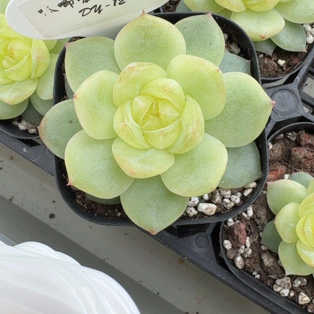 ****啊0926-012-3013柠檬